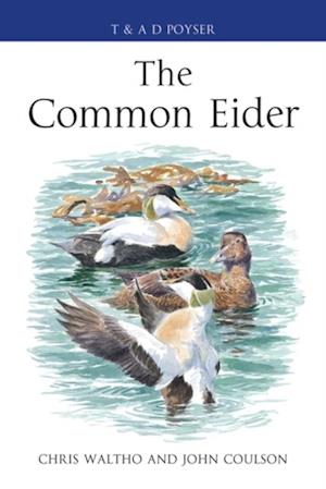 Common Eider