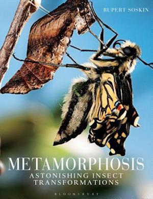 Metamorphosis