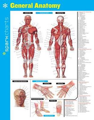 General Anatomy Sparkcharts, Volume 24