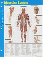 Muscular System Sparkcharts, Volume 44