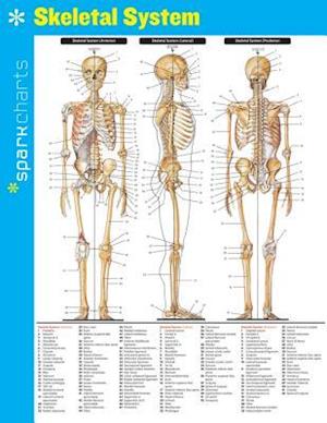 Skeletal System Sparkcharts, Volume 62