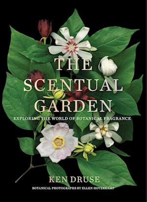 The Scentual Garden: Exploring the World of Botanical Fragrance