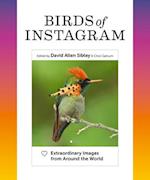Birds of Instagram