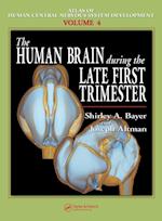 The Human Brain During the Late First Trimester