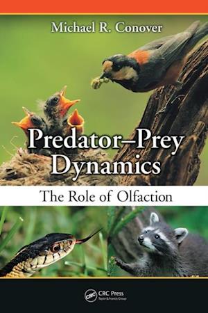 Predator-Prey Dynamics