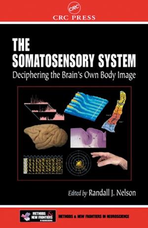 The Somatosensory System