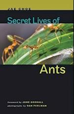 Secret Lives of Ants