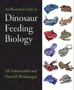 An Illustrated Guide to Dinosaur Feeding Biology