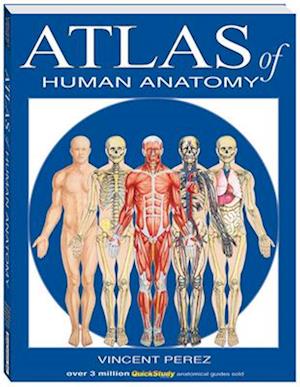 Atlas of Human Anatomy