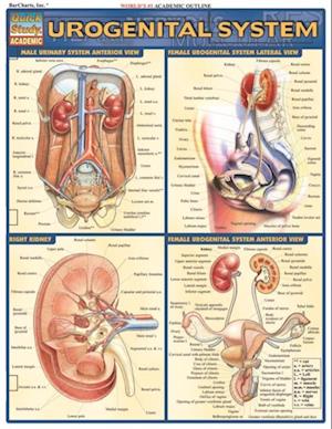 Urogenital System