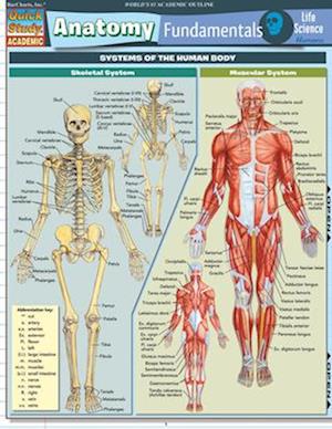 Anatomy Fundamentals