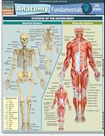 Anatomy Fundamentals