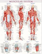 Muscular System Poster (22 X 28 Inches) - Laminated