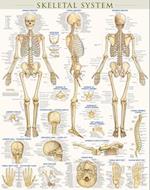 Skeletal System Poster (22 X 28 Inches) - Laminated