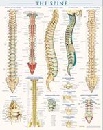 Spine Anatomy Poster (22 X 28 Inches) - Laminated