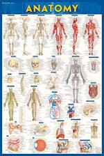 Anatomy Poster (24 X 36) - Paper