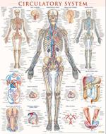Circulatory System Poster (22 X 28 Inches) - Laminated