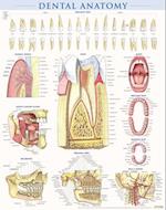 Dental Anatomy Poster (22 X 28 Inches) - Laminated