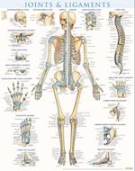 Joints & Ligaments Poster (22 X 28 Inches) - Laminated