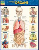 Anatomy of the Organs