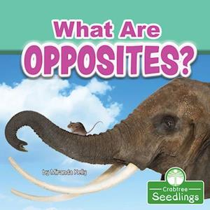 What Are Opposites?