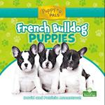 French Bulldog Puppies