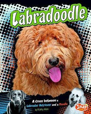 Labradoodle