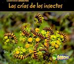 Comparar Insectos