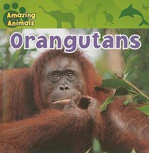 Orangutans