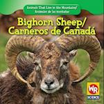 Bighorn Sheep/Carneros de Canada