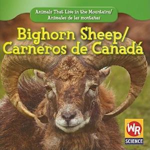 Bighorn Sheep/Carneros de Canada