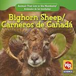 Bighorn Sheep/Carneros de Canada