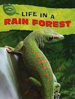 Life in a Rain Forest