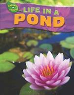 Life in a Pond