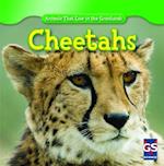 Cheetahs