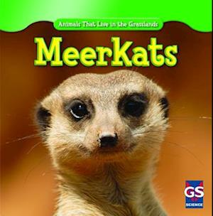 Meerkats