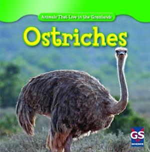 Ostriches