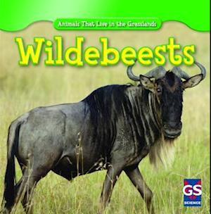 Wildebeests