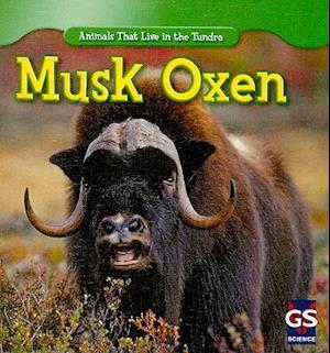 Musk Oxen