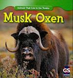 Musk Oxen