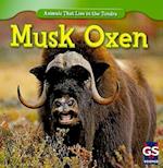 Musk Oxen