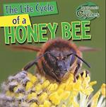 The Life Cycle of a Honeybee