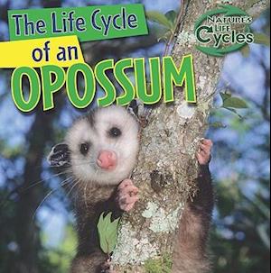 The Life Cycle of an Opossum