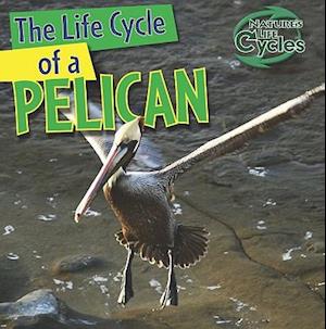 The Life Cycle of a Pelican