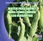 Watch Peas Grow!/Mira Como Crecen Los Guisantes!