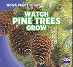 Watch Pine Trees Grow