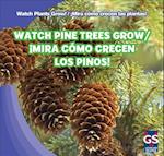 Watch Pine Trees Grow/Mira Como Crecen Los Pinos!