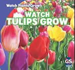 Watch Tulips Grow