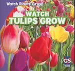 Watch Tulips Grow