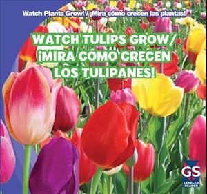 Watch Tulips Grow/Mira Como Crecen Los Tulipanes!